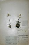 Helichrysum chionosphaerum