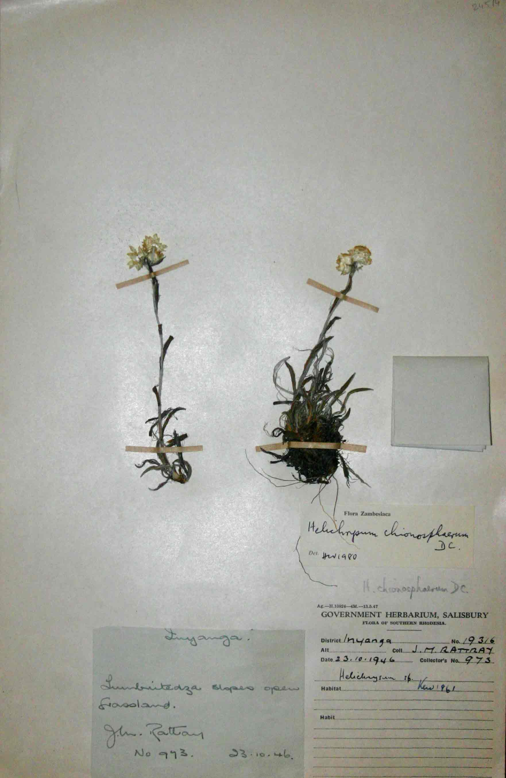 Helichrysum chionosphaerum