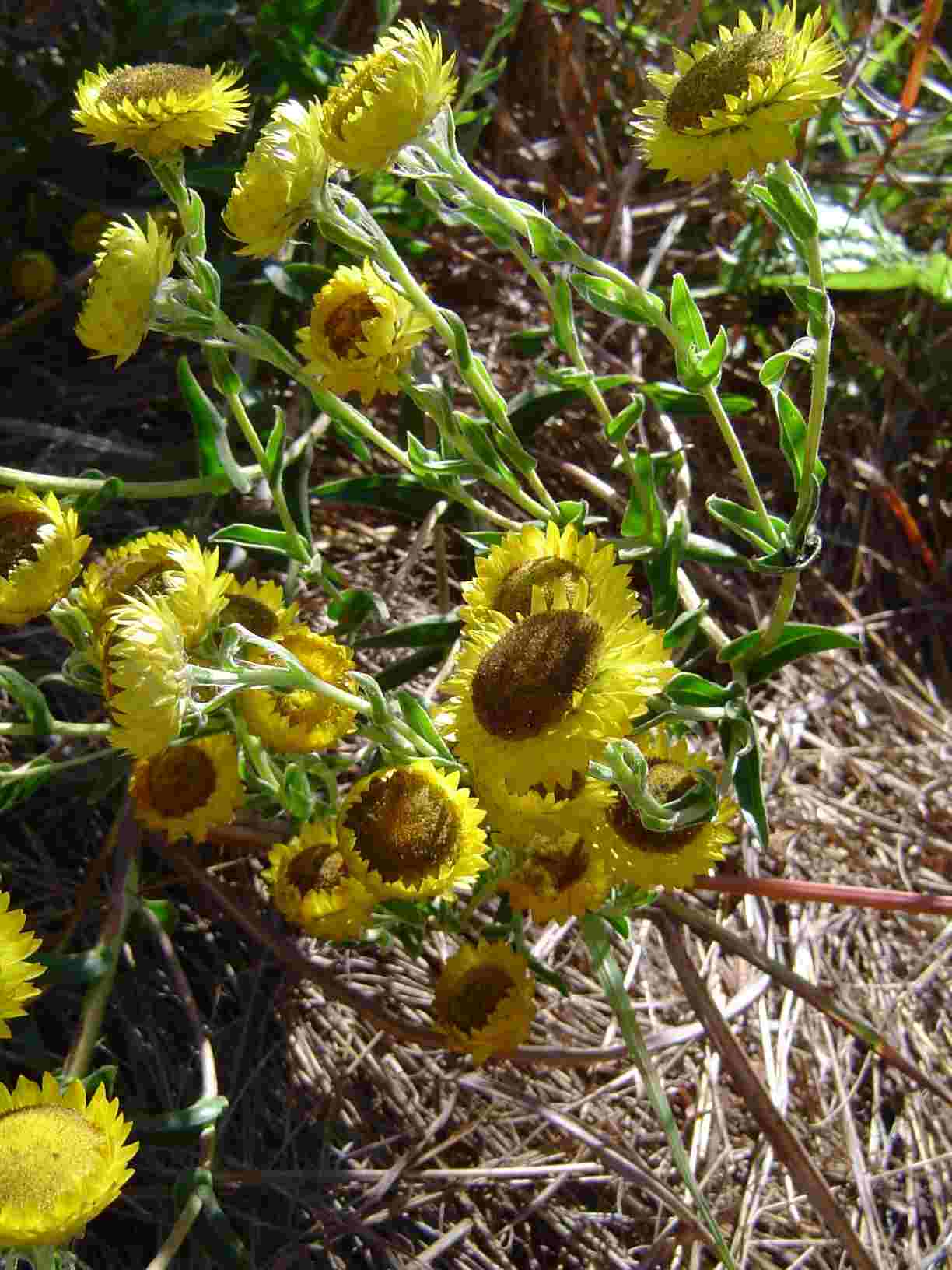 Helichrysum cooperi