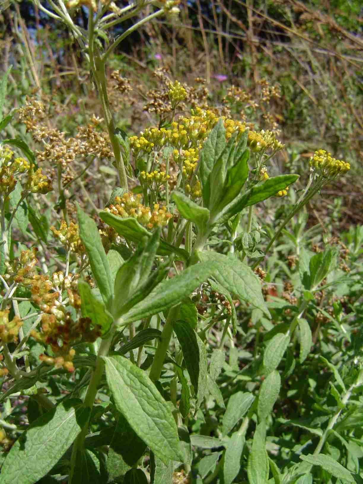 Helichrysum forskahlii