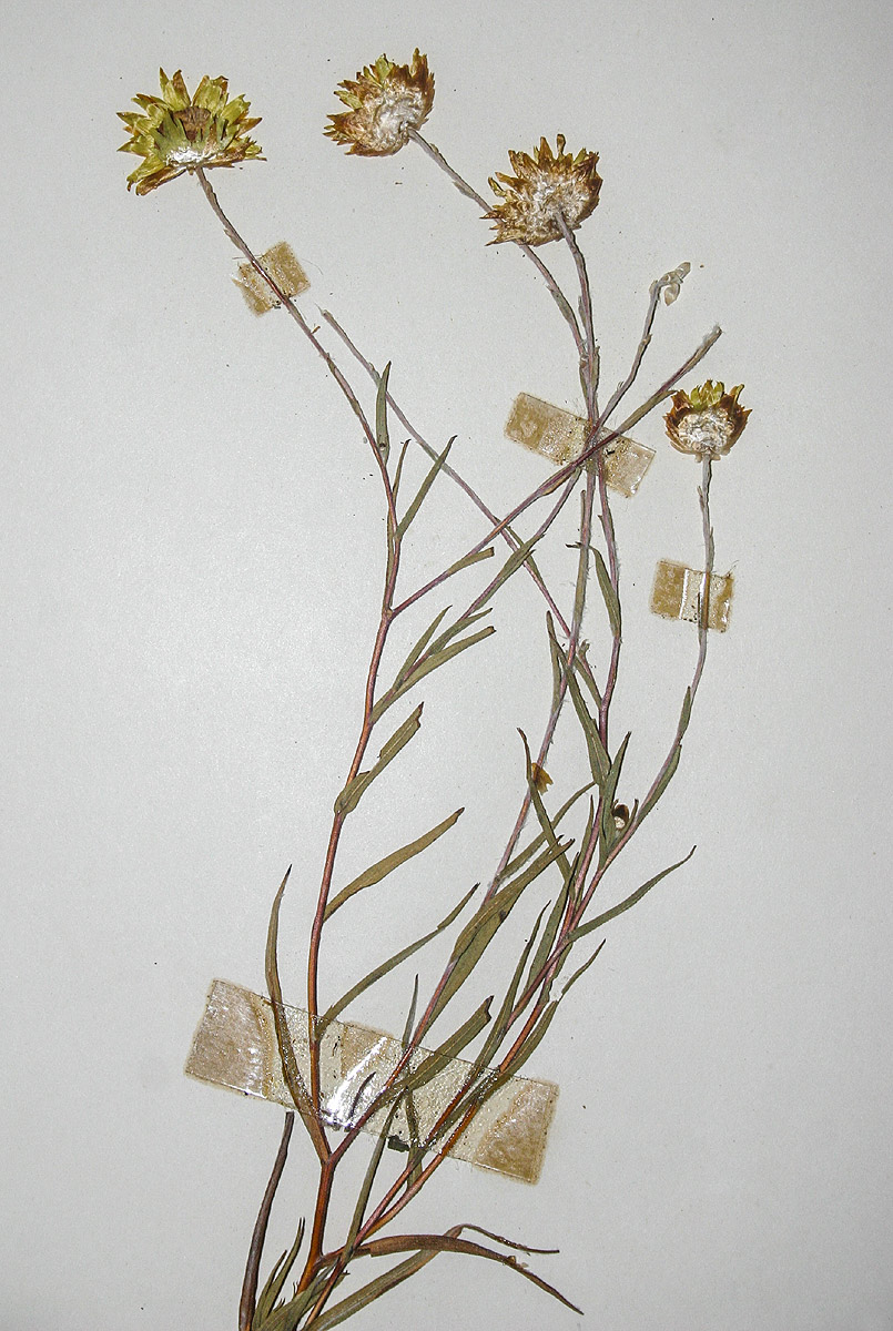 Helichrysum graniticola