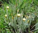 Helichrysum herbaceum