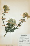 Helichrysum homilochrysum