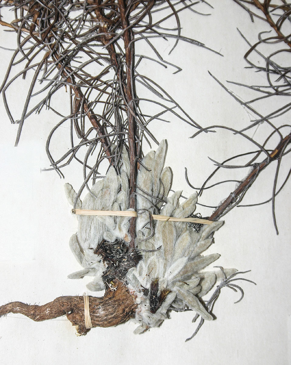 Helichrysum inyangense
