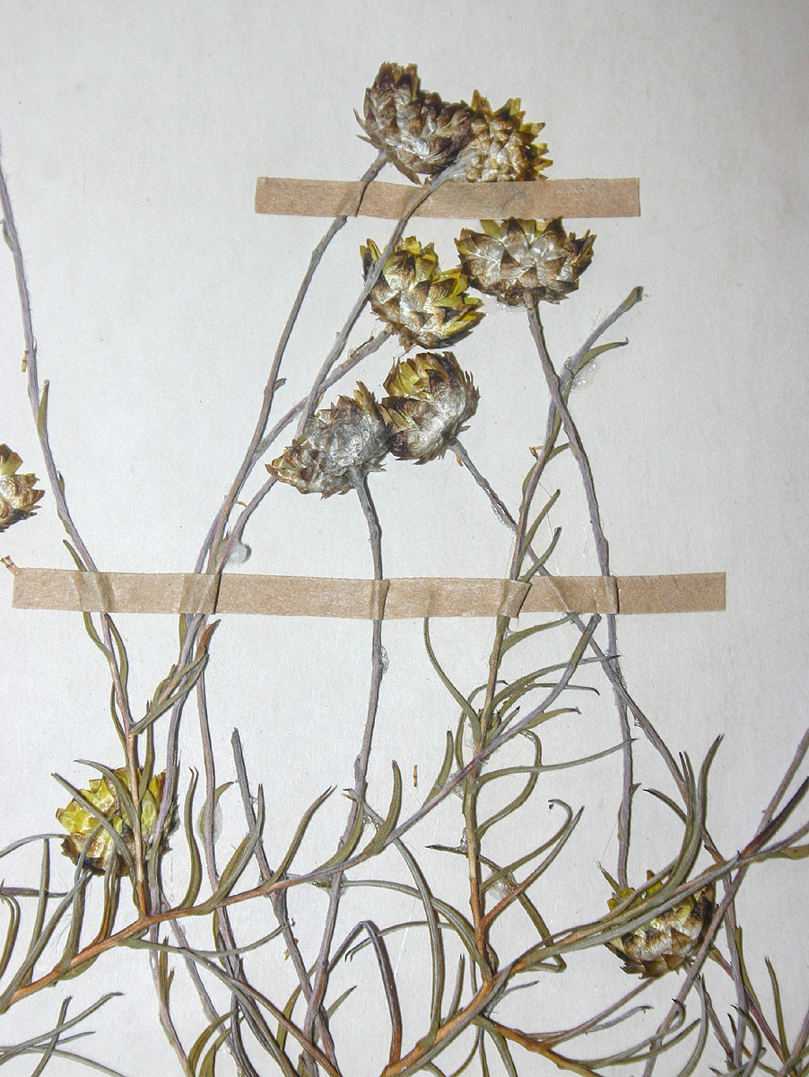 Helichrysum inyangense
