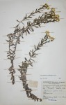 Helichrysum kilimanjari