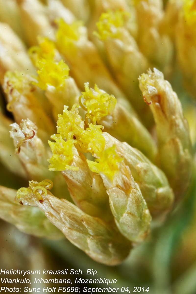 Helichrysum kraussii