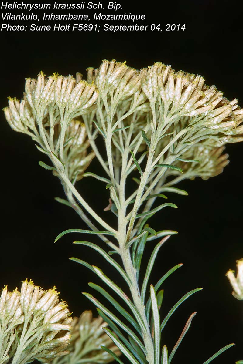 Helichrysum kraussii Helichrysum kraussii