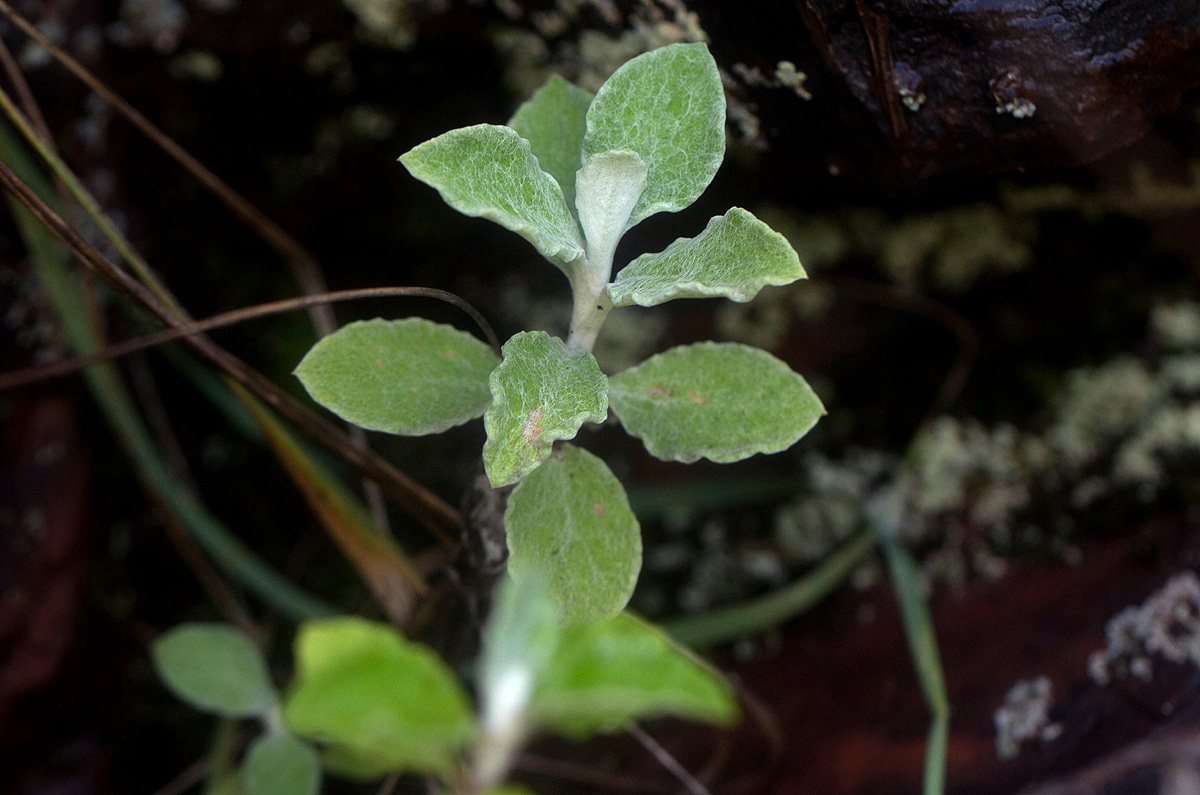 Helichrysum lepidissimum