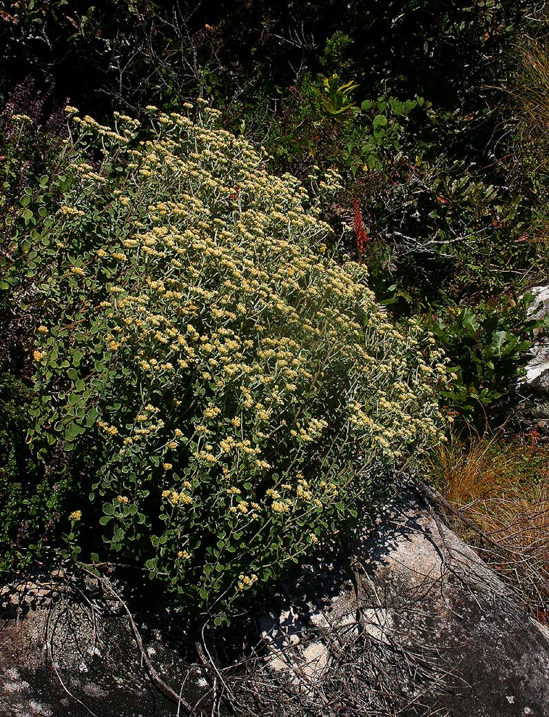 Helichrysum lepidissimum Helichrysum lepidissimum