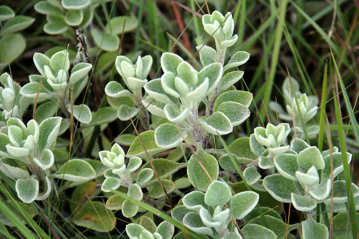Helichrysum lepidissimum