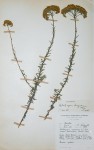 Helichrysum longiramum
