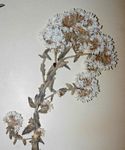 Helichrysum maestum