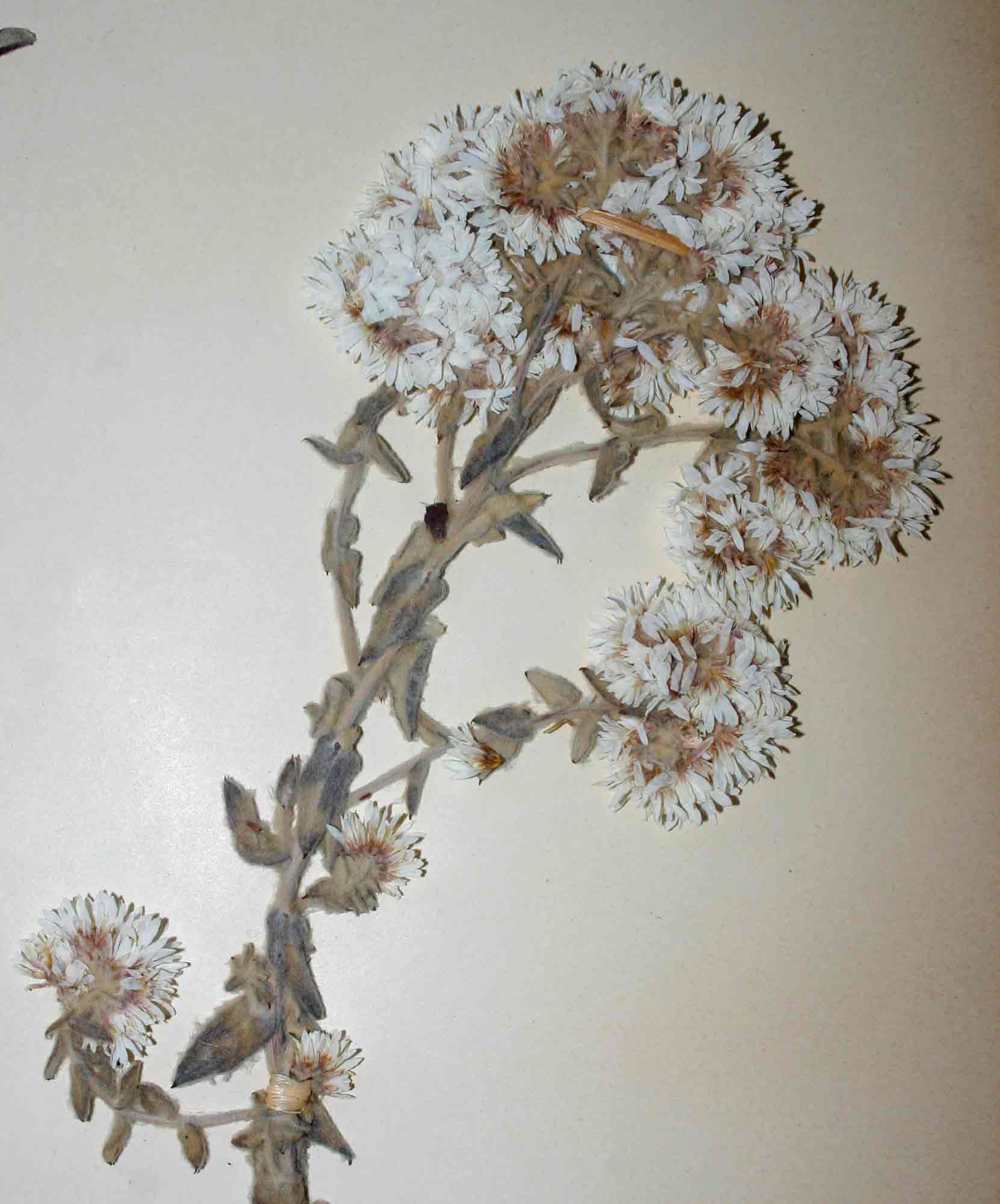 Helichrysum maestum