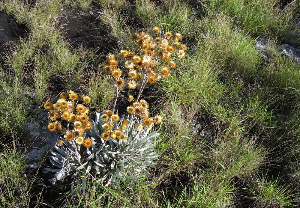 Helichrysum nitens subsp. nitens Helichrysum nitens subsp. nitens