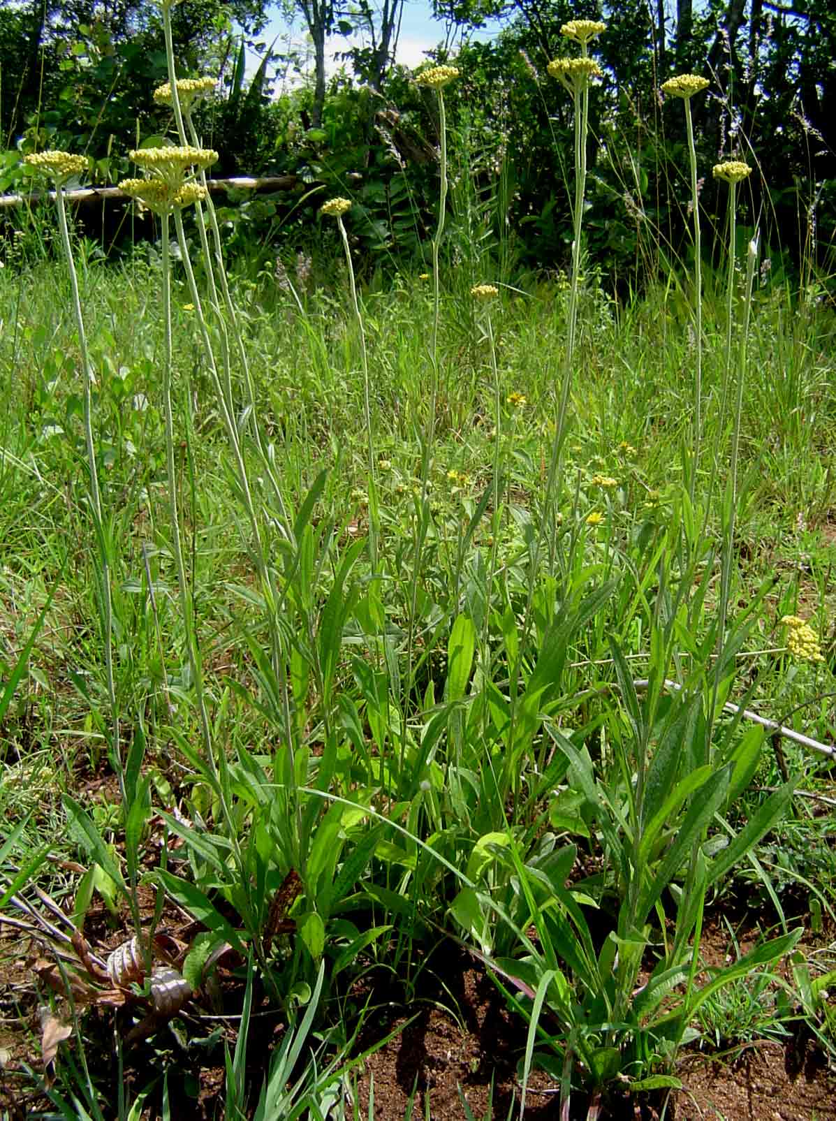 Helichrysum nudifolium var. nudifolium