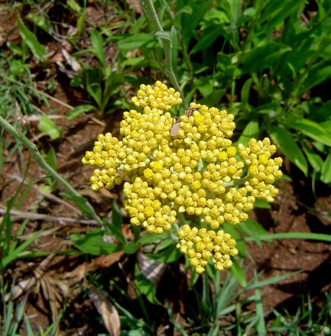 Helichrysum nudifolium var. nudifolium