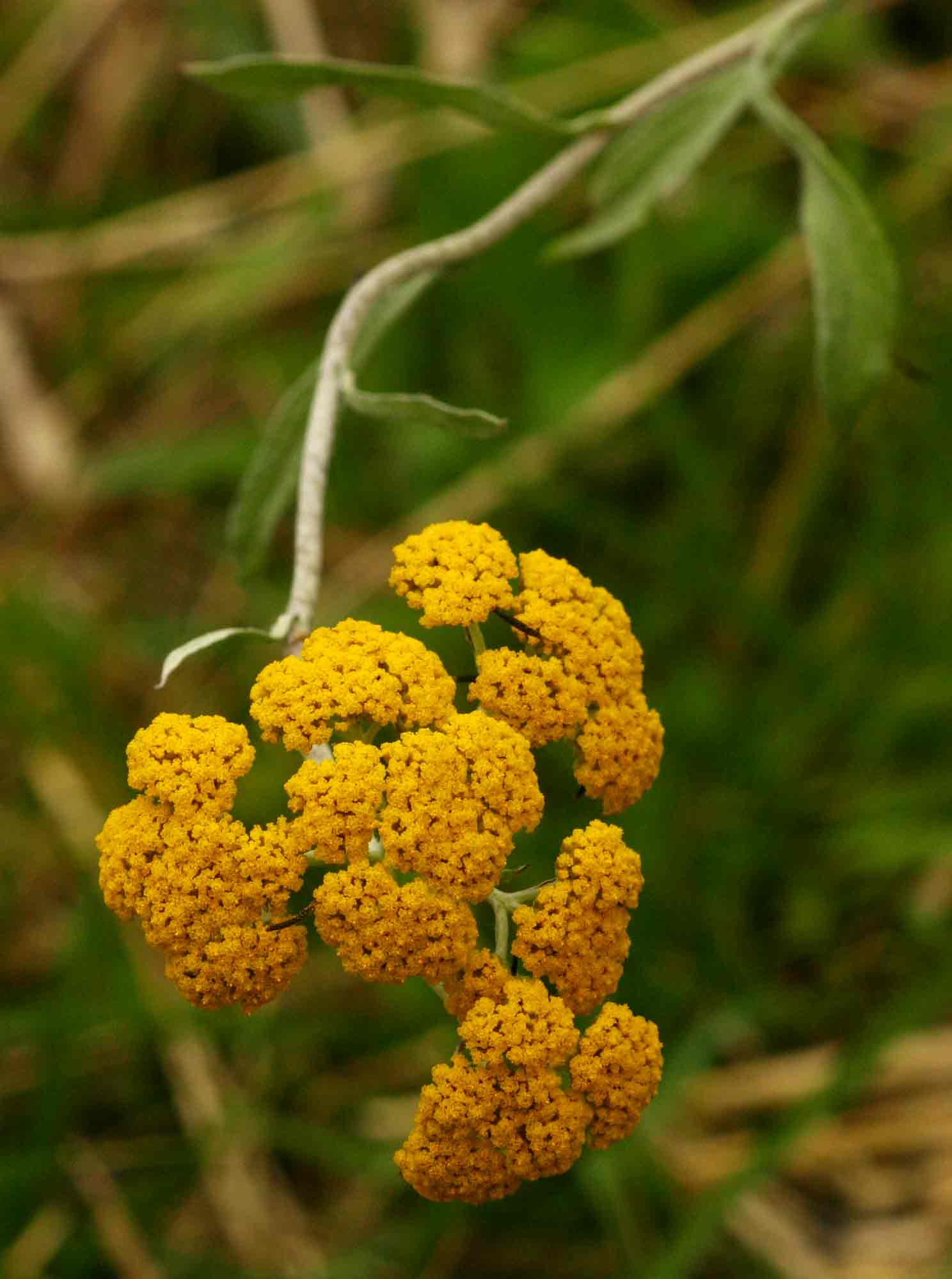 Helichrysum odoratissimum