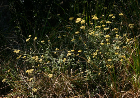 Helichrysum panduratum var. panduratum