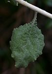 Helichrysum panduratum var. transvaalense