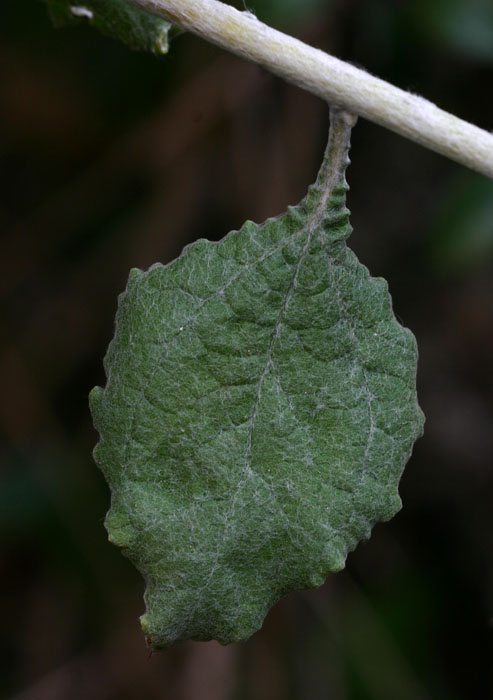 Helichrysum panduratum var. transvaalense