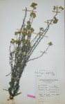 Helichrysum polycladum