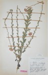 Helichrysum rhodellum