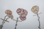 Helichrysum rhodellum