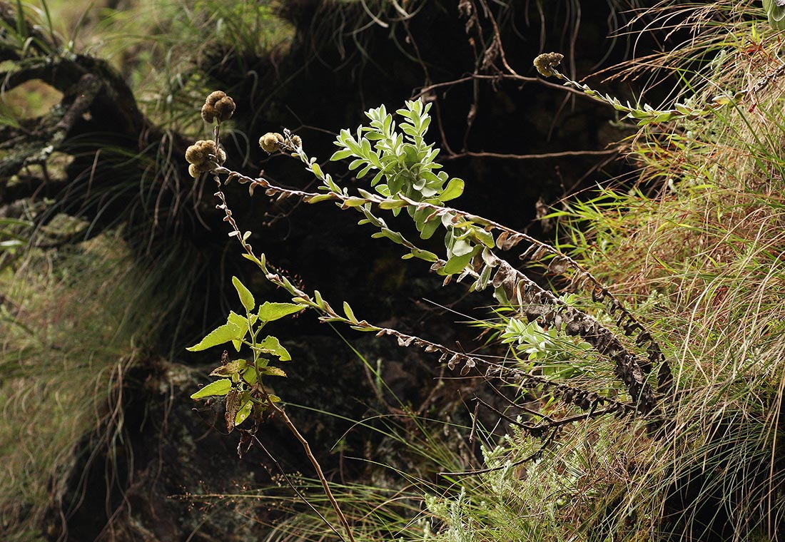 Helichrysum rhodellum Helichrysum rhodellum