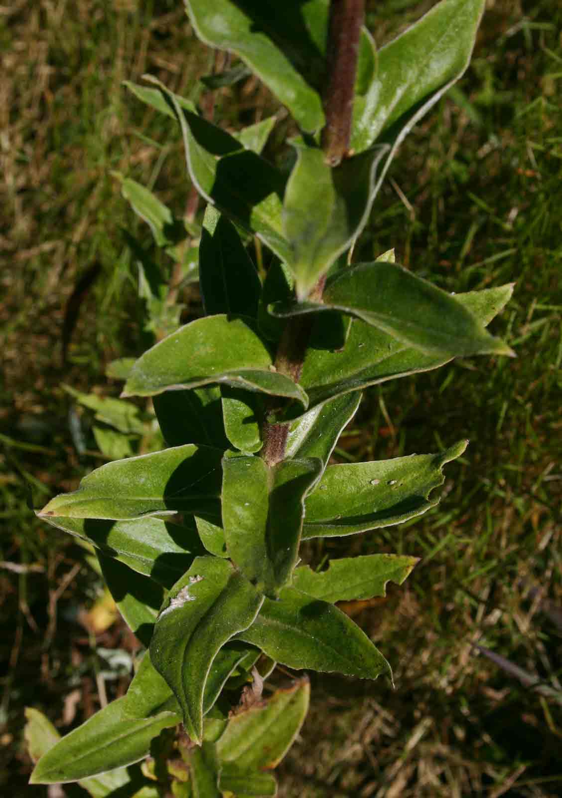 Helichrysum setosum