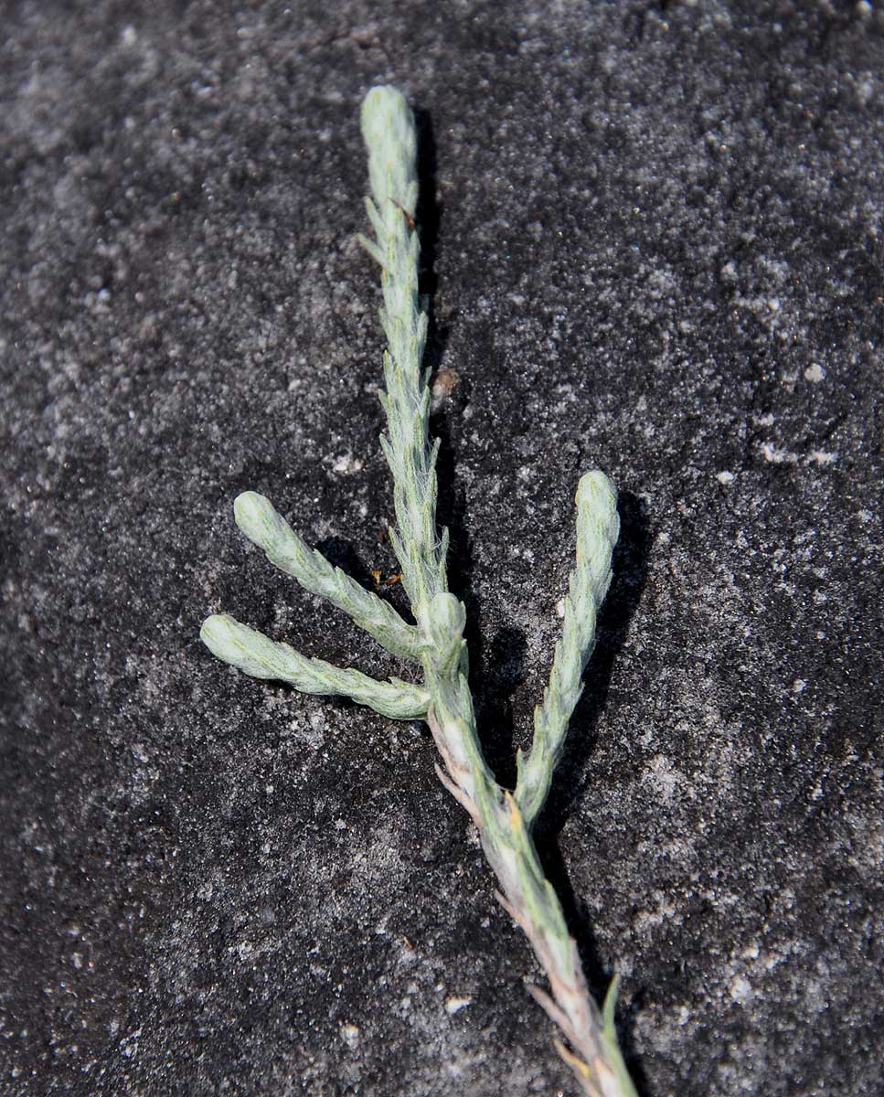 Helichrysum moorei