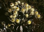 Helichrysum swynnertonii