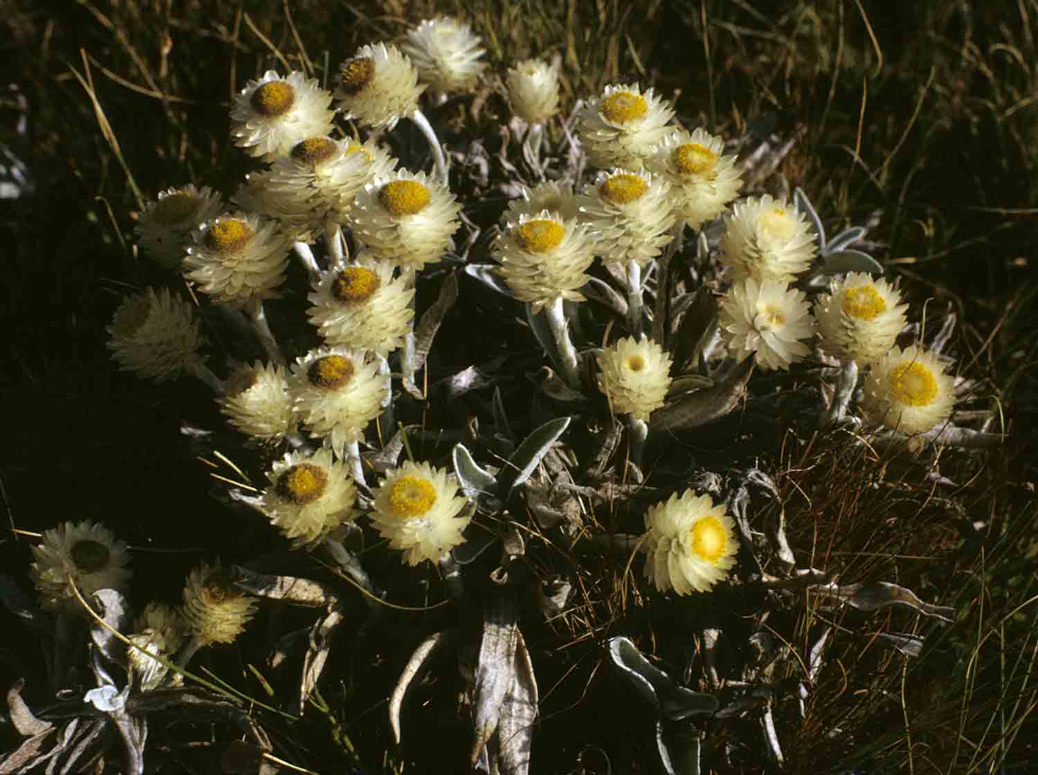 Helichrysum swynnertonii