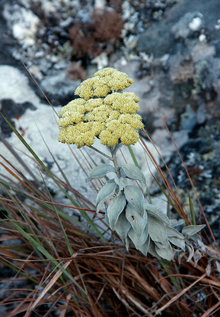 Helichrysum africanum