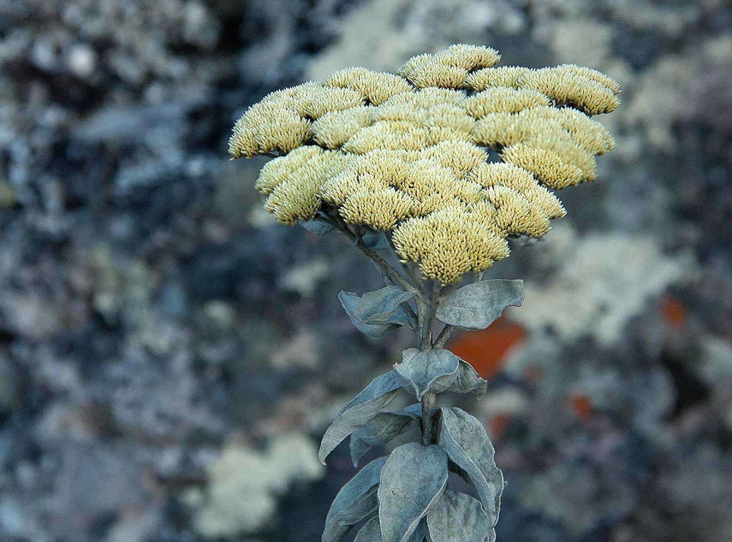 Helichrysum africanum