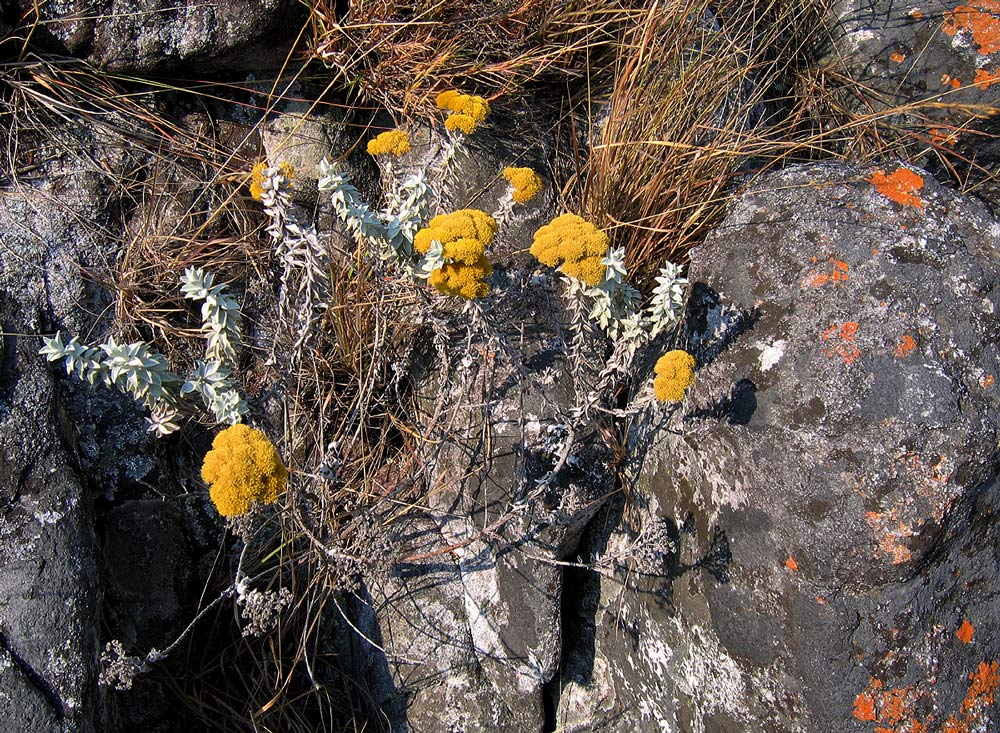 Helichrysum africanum