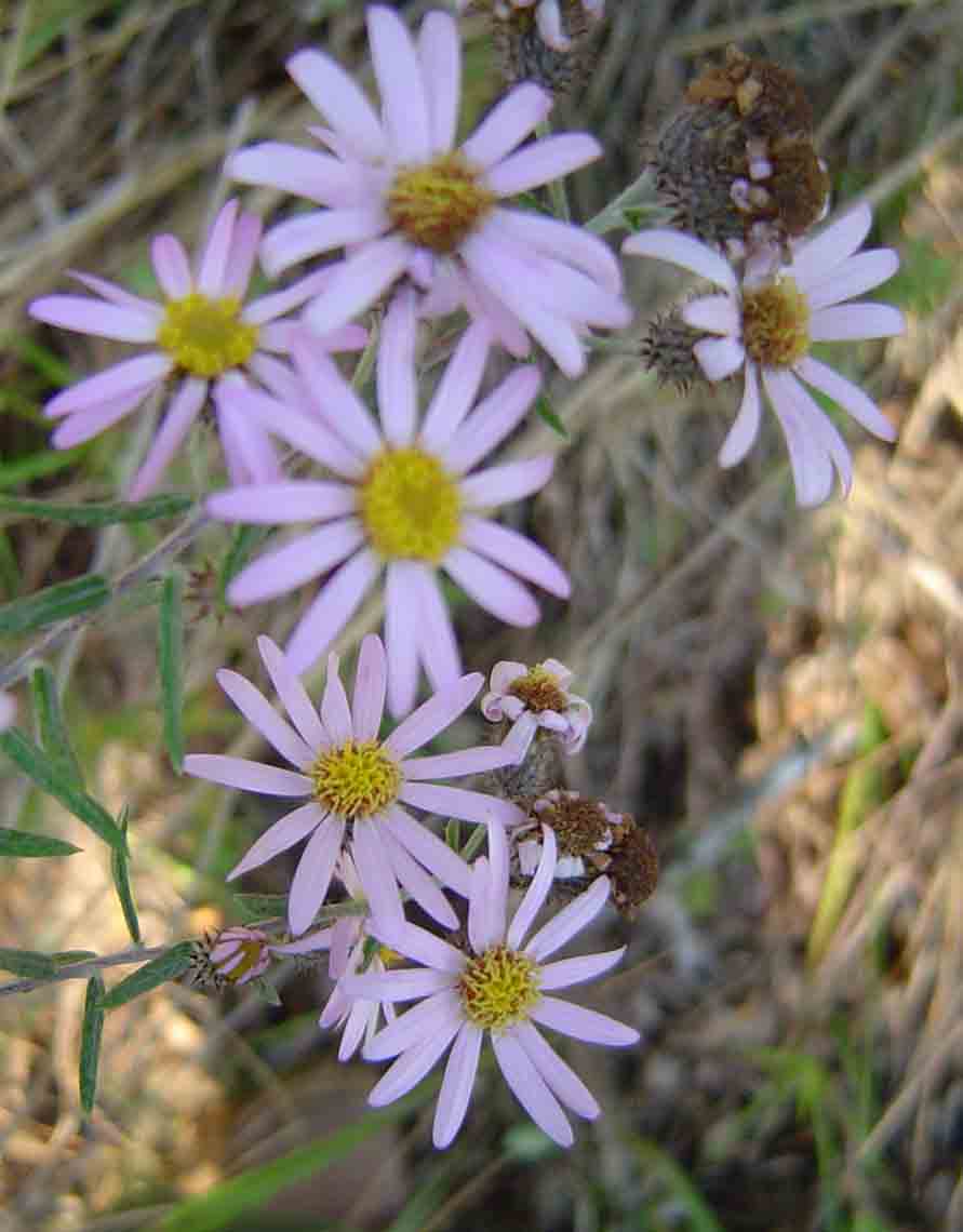 Athrixia rosmarinifolia var. rosmarinifolia