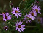 Athrixia rosmarinifolia var. rosmarinifolia