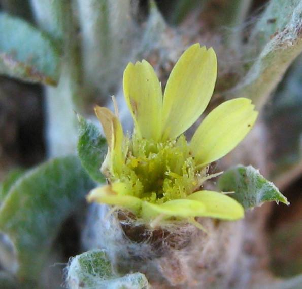 Geigeria acaulis Geigeria acaulis