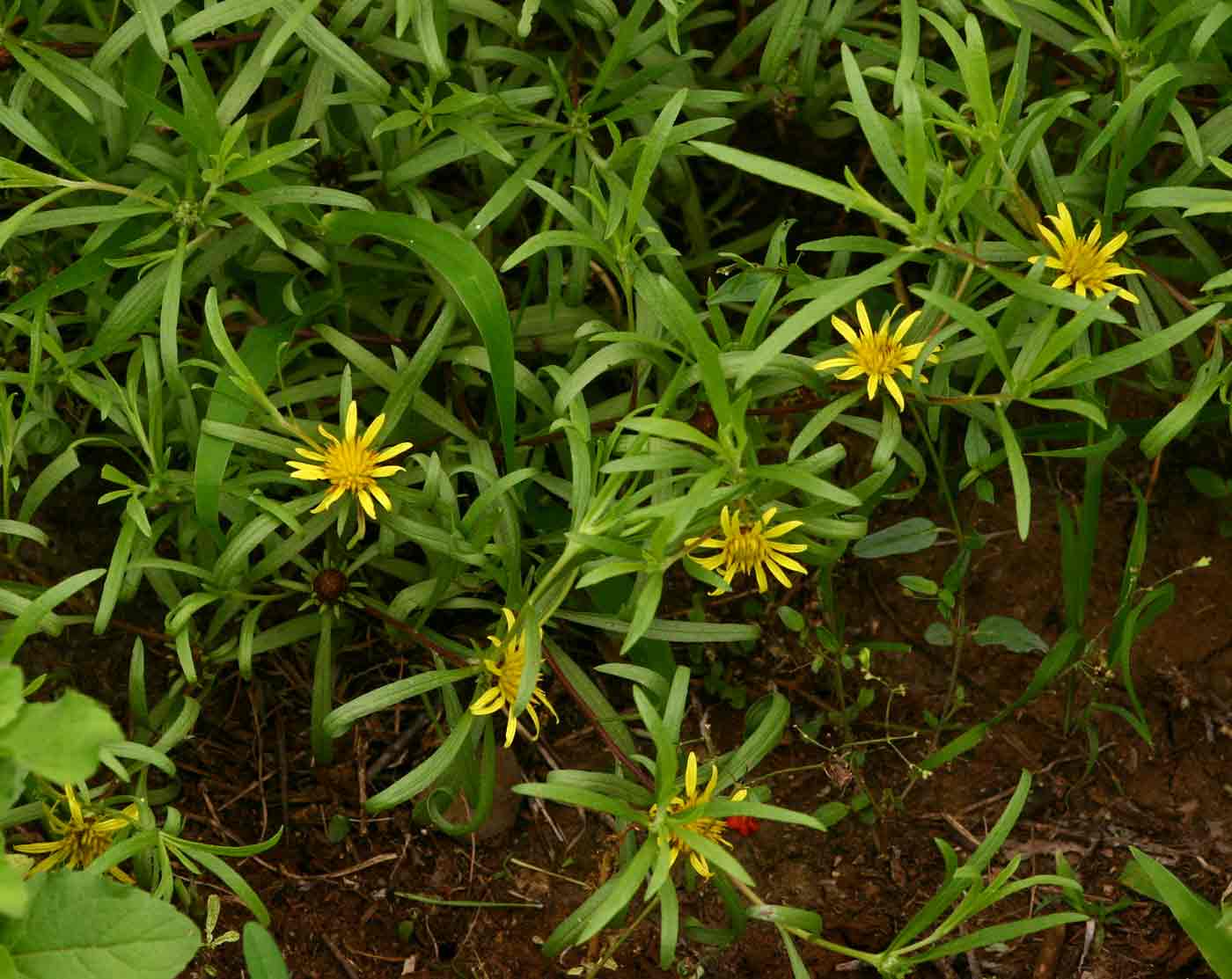Geigeria burkei subsp. burkei var. zeyheri