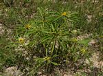 Geigeria schinzii subsp. rhodesiana