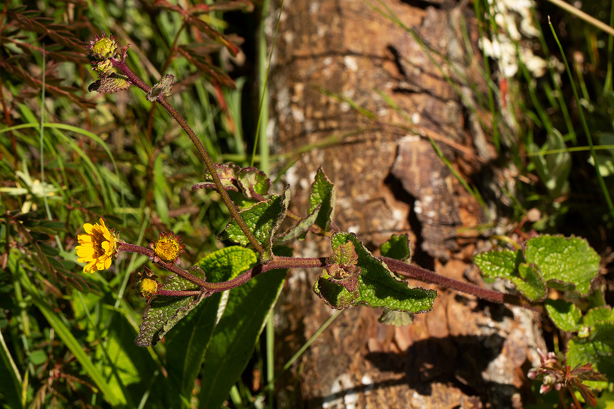 Anisopappus chinensis subsp. chinensis var. buchwaldii