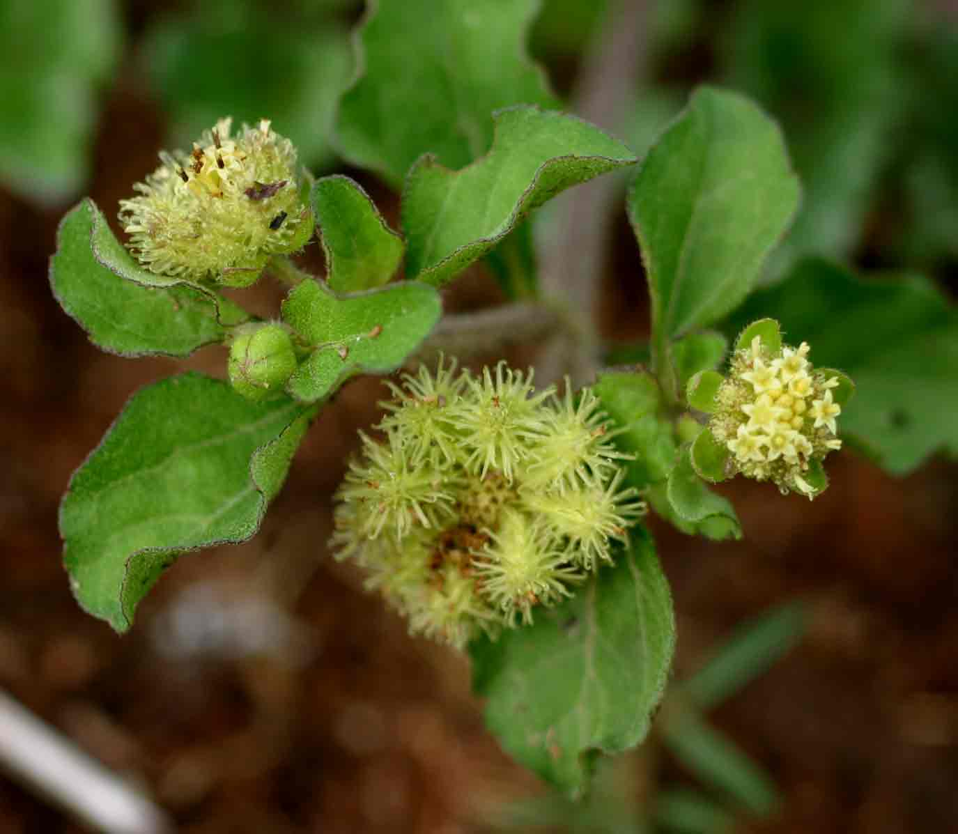 Acanthospermum australe