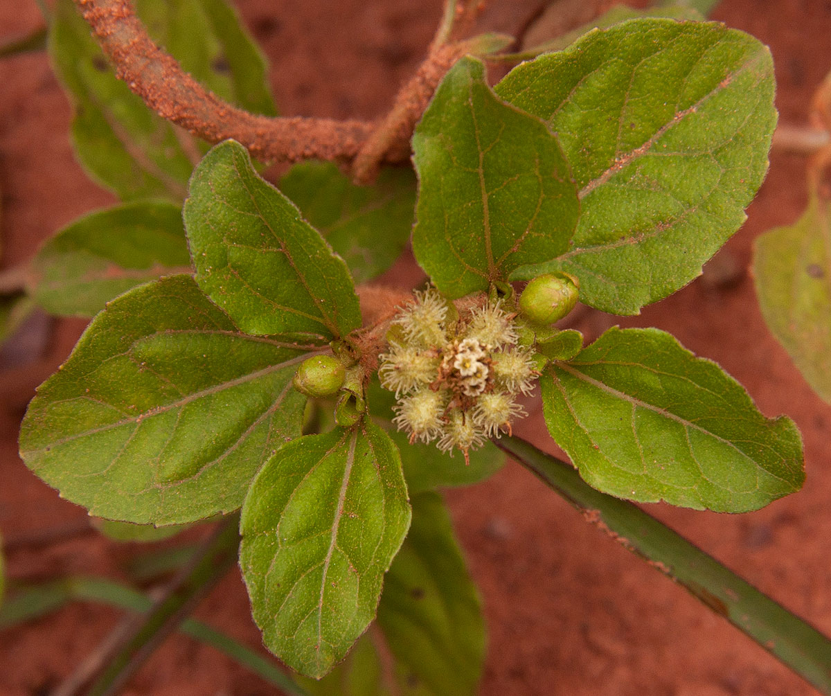 Acanthospermum australe