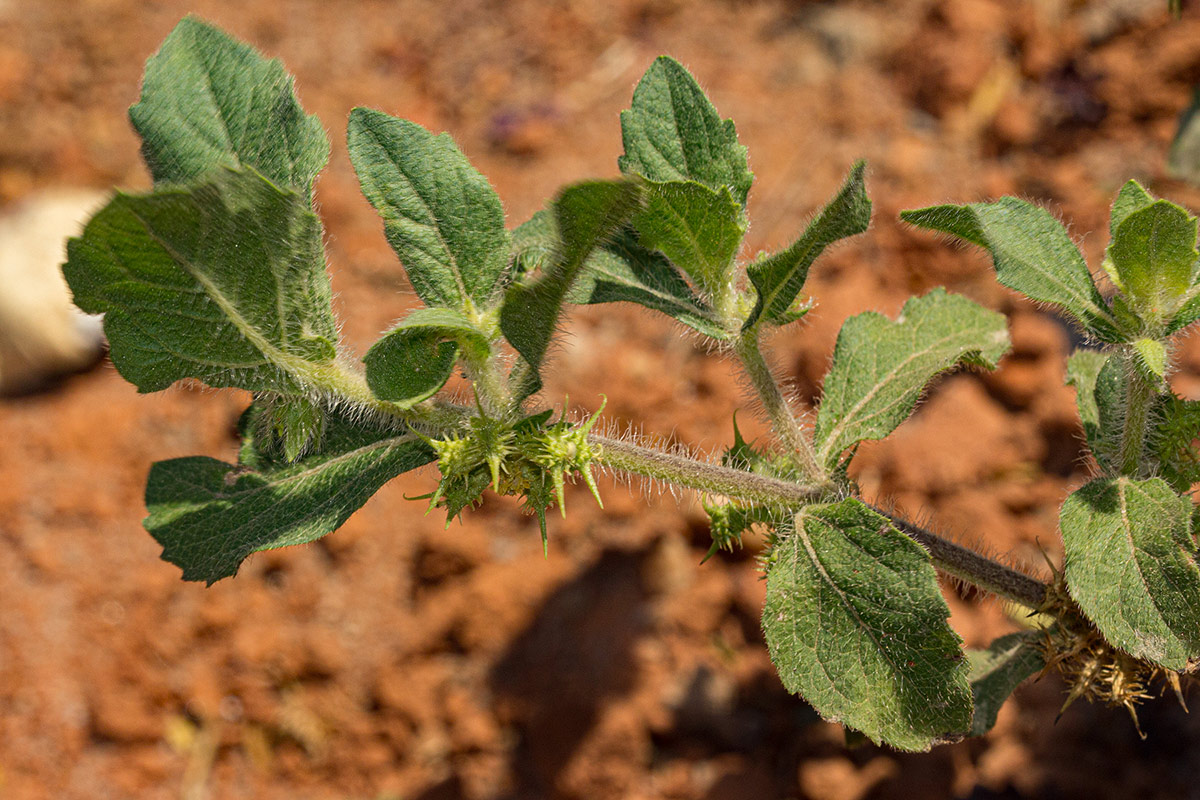 Acanthospermum hispidum