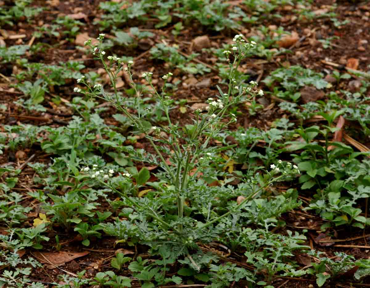 Parthenium hysterophorus