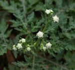 Parthenium hysterophorus