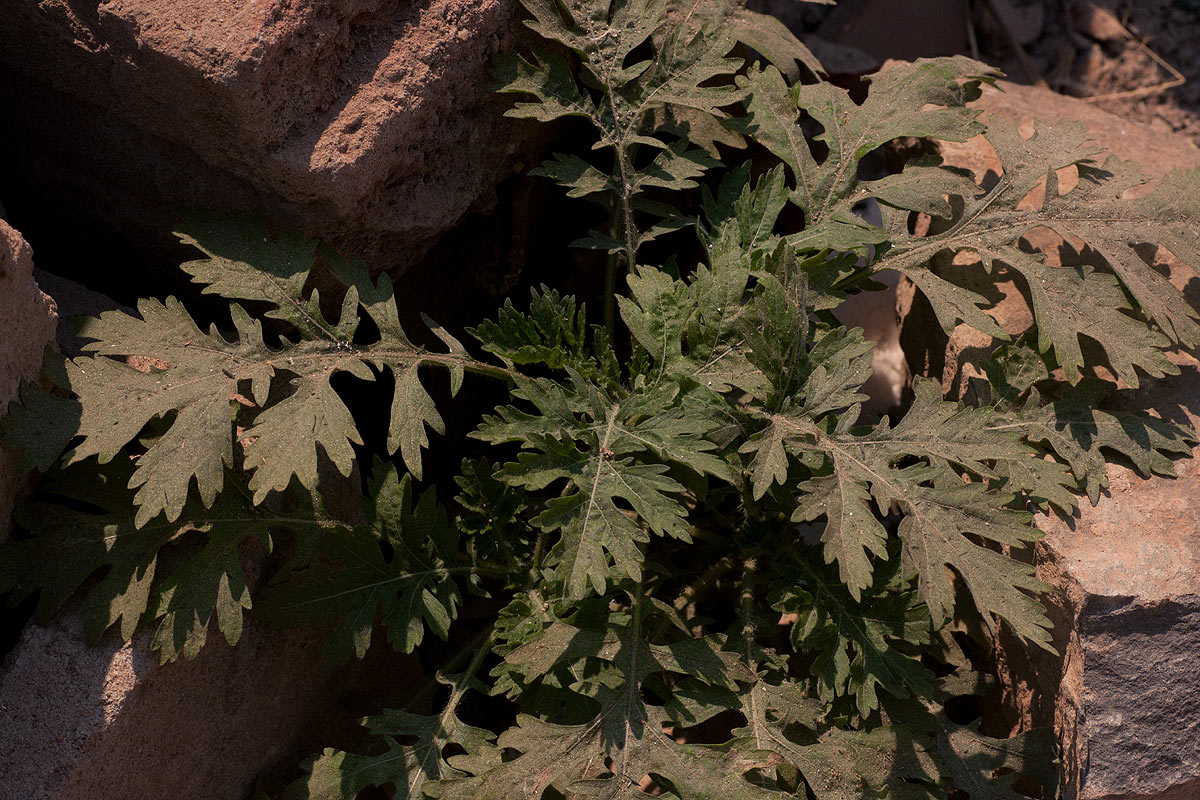 Parthenium hysterophorus Parthenium hysterophorus
