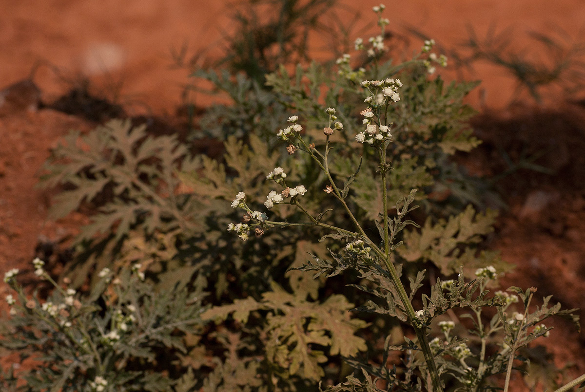 Parthenium hysterophorus