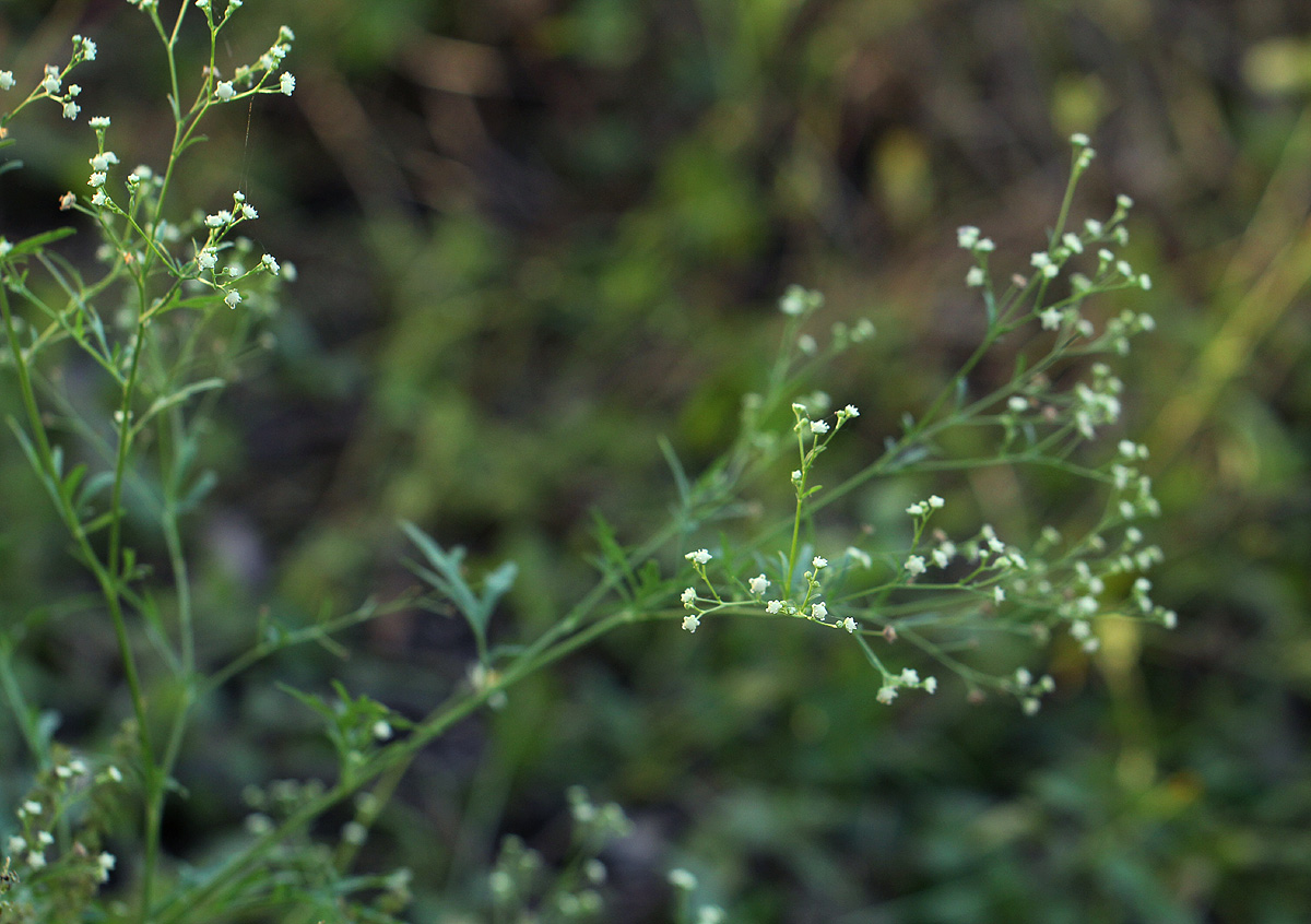 Parthenium hysterophorus